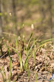 Attēlu rezultāti vaicājumam “Carex pilosa flower”