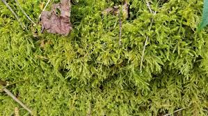 Attēlu rezultāti vaicājumam “Rhytidiadelphus”