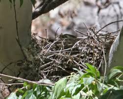 Attēlu rezultāti vaicājumam “Accipiter gentilis nest”