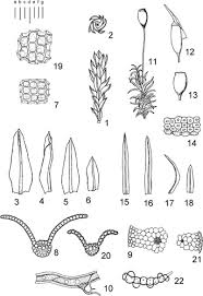 Attēlu rezultāti vaicājumam “Hymenostylium recurvirostrum”
