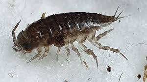 Attēlu rezultāti vaicājumam “Ligidium hypnorum”