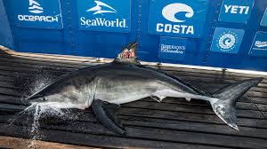 Image result for South Axholme Sharks Asc