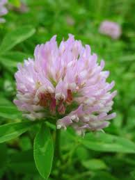 Attēlu rezultāti vaicājumam “Trifolium pratense flower”
