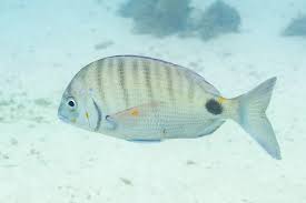 Image result for Diplodus sargus