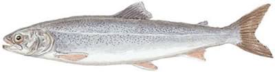 Image result for Salvelinus alpinus oquassa