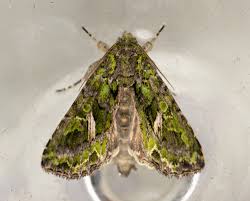 Attēlu rezultāti vaicājumam “Trachea atriplicis”