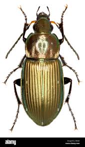 Attēlu rezultāti vaicājumam “Poecilus cupreus”