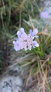 Image result for Scabiosa canescens
