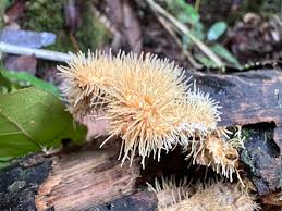 Attēlu rezultāti vaicājumam “Elmerina caryae”