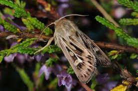 Attēlu rezultāti vaicājumam “Cerapteryx graminis”