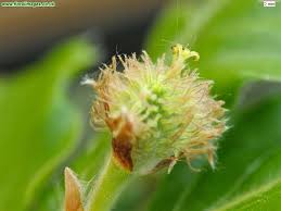Attēlu rezultāti vaicājumam “Fagus sylvatica flower”