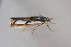 Attēlu rezultāti vaicājumam “Catoptria permutatellus”