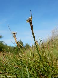 Attēlu rezultāti vaicājumam “Juncus squarrosus”