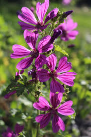 Image result for Malve