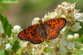 Attēlu rezultāti vaicājumam “Melitaea diamina upperside”