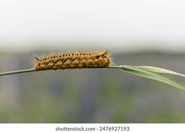Attēlu rezultāti vaicājumam “Euthrix potatoria cocoon”