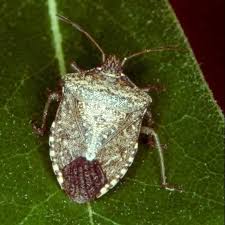 Attēlu rezultāti vaicājumam “Pentatomidae”