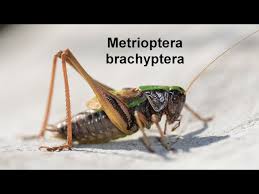 Attēlu rezultāti vaicājumam “Metrioptera brachyptera”