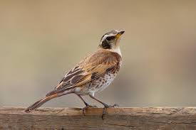 Image result for Turdus eunomus