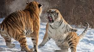 Afbeeldingsresultaat voor tijgers