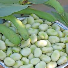 Attēlu rezultāti vaicājumam “Vicia faba”