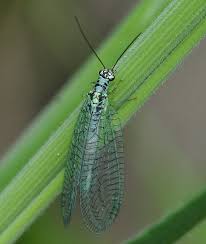 Attēlu rezultāti vaicājumam “Chrysopa”