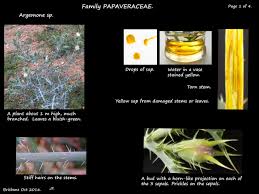 Attēlu rezultāti vaicājumam “Papaver argemone bud”