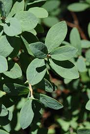 Attēlu rezultāti vaicājumam “Vaccinium uliginosum leaf”