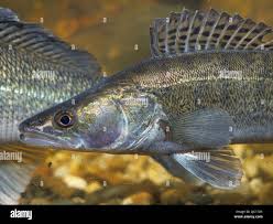 Image result for Sander lucioperca