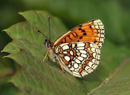 Attēlu rezultāti vaicājumam “Mellicta athalia underside”