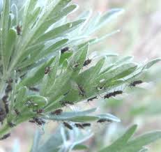 Attēlu rezultāti vaicājumam “Macrosiphoniella absinthii”