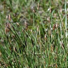 Attēlu rezultāti vaicājumam “Trichophorum cespitosum fruit”