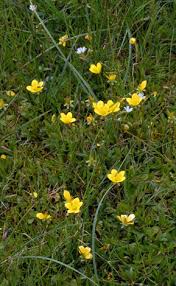 Attēlu rezultāti vaicājumam “Saxifraga hirculus”