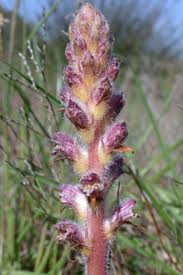Attēlu rezultāti vaicājumam “Orobanche reticulata flower”