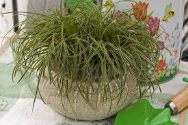 Attēlu rezultāti vaicājumam “Carex caryophyllea flower”