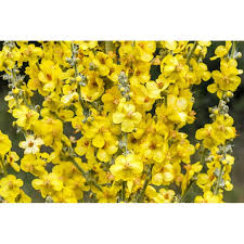 Attēlu rezultāti vaicājumam “Verbascum thapsus flower”