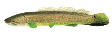 Image result for Amia calva