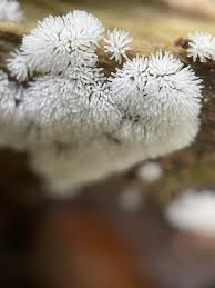 Attēlu rezultāti vaicājumam “Licea chelonoides macro”