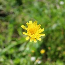 Attēlu rezultāti vaicājumam “Hieracium umbellatum flower”