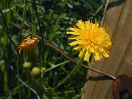 Attēlu rezultāti vaicājumam “Hieracium umbellatum bud”
