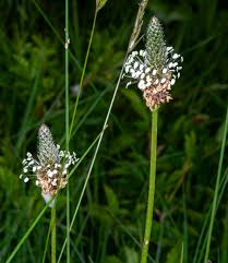 Attēlu rezultāti vaicājumam “Plantago lanceolata flower”