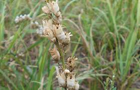 Image result for Linaria vulgaris
