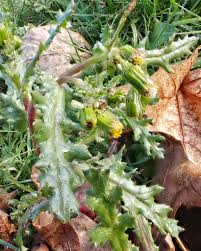 Attēlu rezultāti vaicājumam “Senecio vulgaris flower”