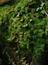 Attēlu rezultāti vaicājumam “Schistidium robustum sporophyte”