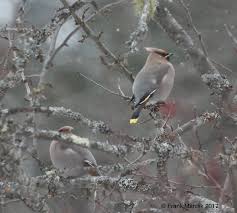 Attēlu rezultāti vaicājumam “Bombycilla garrulus adult”