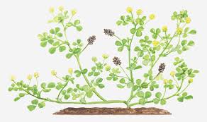 Attēlu rezultāti vaicājumam “Medicago lupulina”