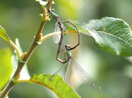 Attēlu rezultāti vaicājumam “Chalcolestes viridis”