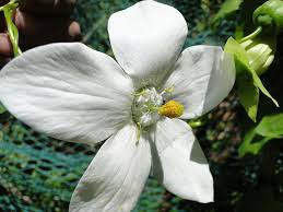 Image result for Meconopsis betonicifolia alba