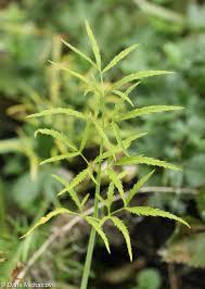 Attēlu rezultāti vaicājumam “Cicuta virosa leaf”