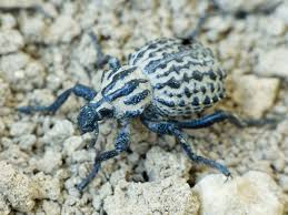 Image result for Brachycerus undatus